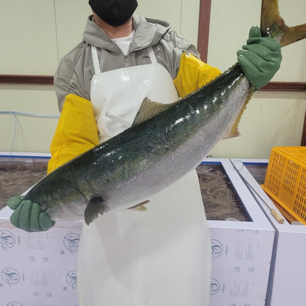 국내산 10kg이상급 대방어 횟감필렛 500g 