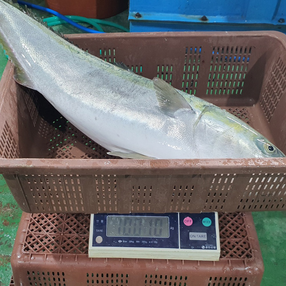 국내산 10kg이상급 대방어 횟감필렛 500g 