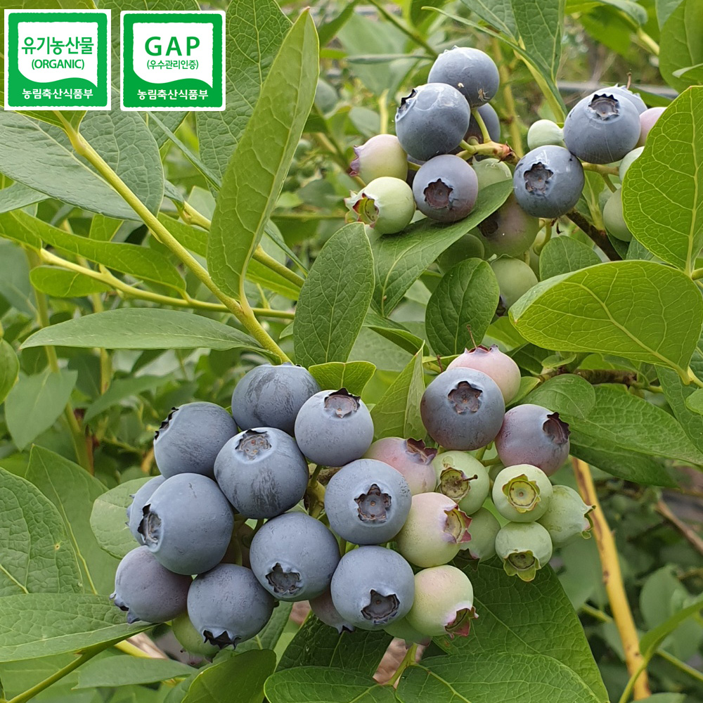 [24년산] 홍성 농부의 국내산 유기농 블루베리 (냉동과) 1kg (500g x 2팩)