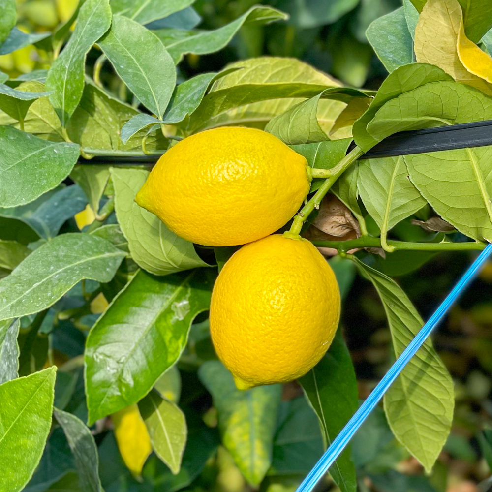 제주 무농약 레몬 2.5kg 1.5kg 9kg