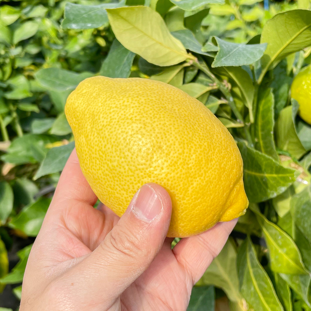 제주 무농약 레몬 2.5kg 1.5kg 9kg