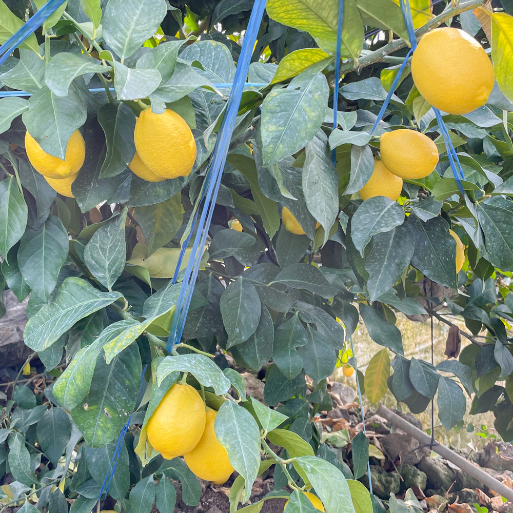 제주 무농약 레몬 2.5kg 1.5kg 9kg