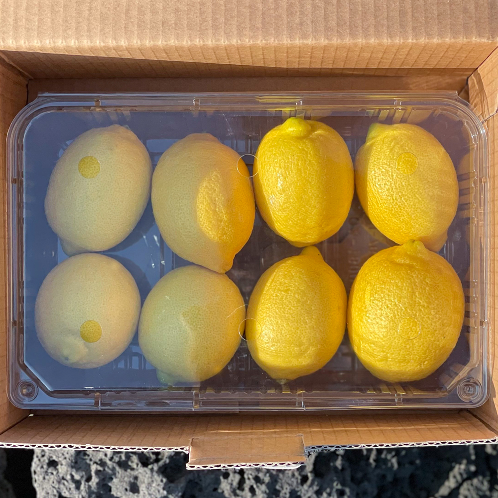 제주 무농약 레몬 2.5kg 1.5kg 9kg
