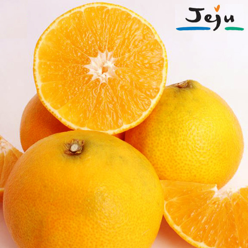 [첫출하_황금향/당도선별] 제주 황금향 [1.5kg/3kg]