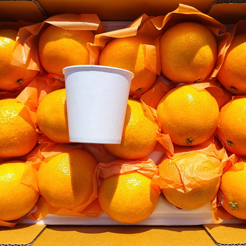 [첫출하_황금향/당도선별] 제주 황금향 [1.5kg/3kg]