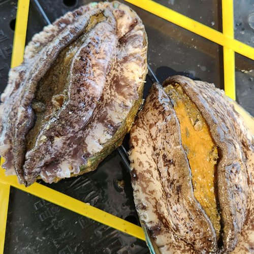 [완도 프리미엄] 활전복 선물세트 [1.0kg-2kg]