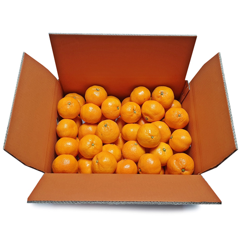 [첫출하/당도선별] 제주 타이백 감귤_로얄과 [5kg/10kg]