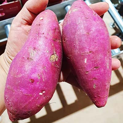 산지직송 해남 고구마 3kg (사이즈 선택 가능) 대표이미지 섬네일