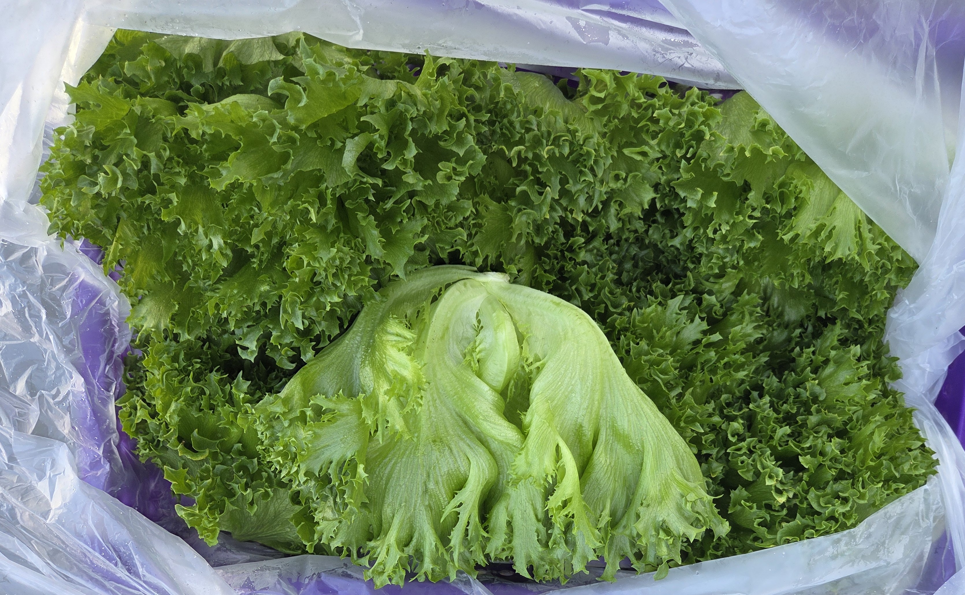 유러피안 샐러드 채소 1kg(3종 혼합랜덤발송) 무농약인증.국내산 당일수확