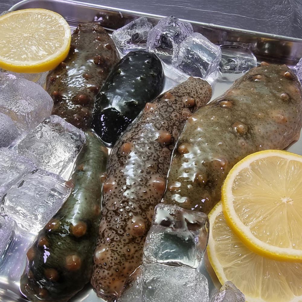 제철 자연산 남해안 활 해삼 고노와다 1-2kg 18-46미  