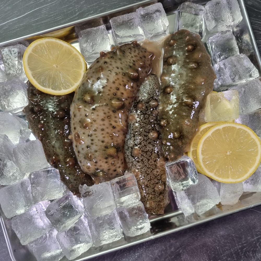 제철 자연산 남해안 활 해삼 고노와다 1-2kg 18-46미  