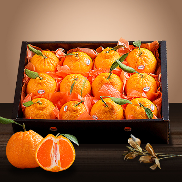 당도선별 고품질 제주 한라봉/천혜향/레드향/레드한라봉 선물세트