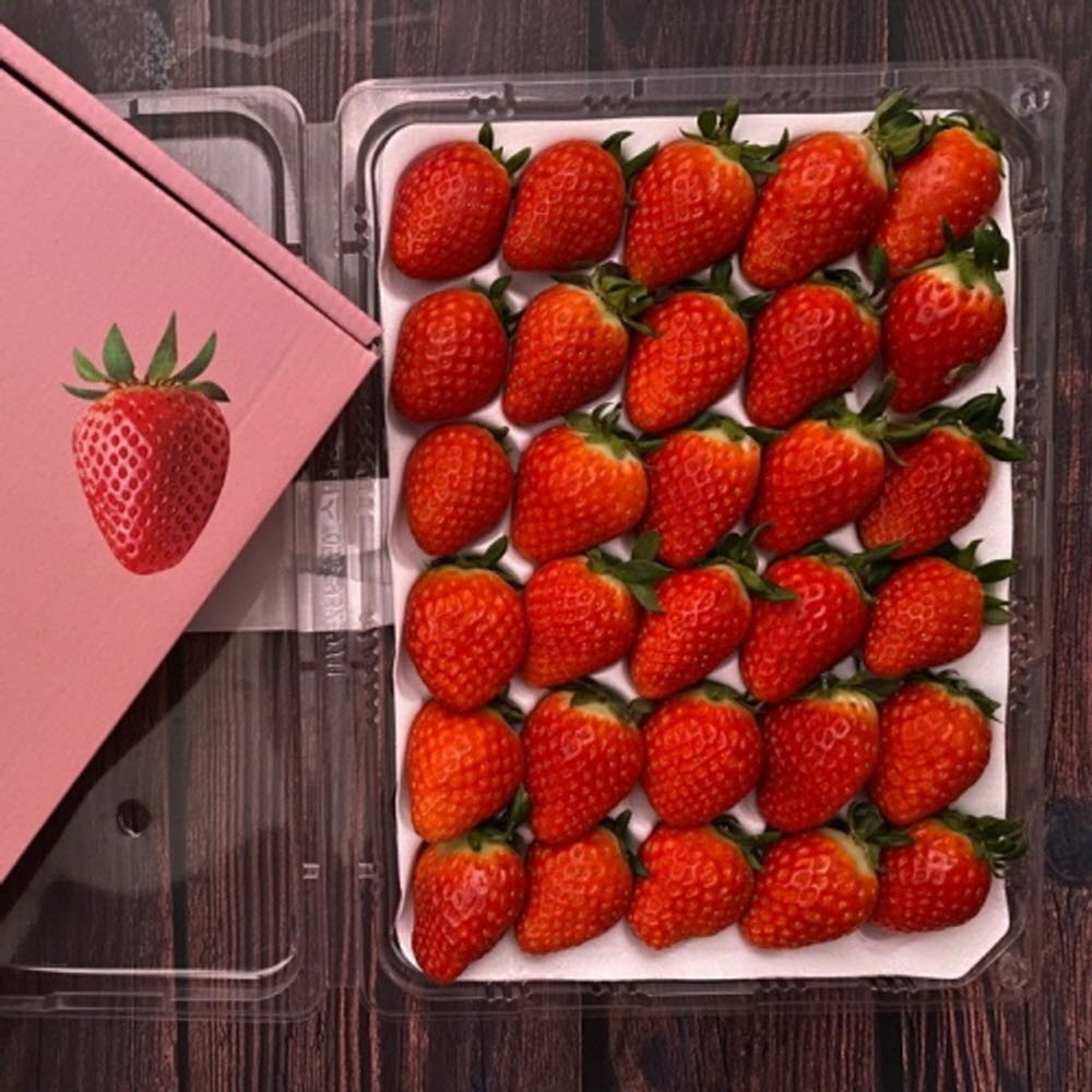 논산 설향 딸기 800g