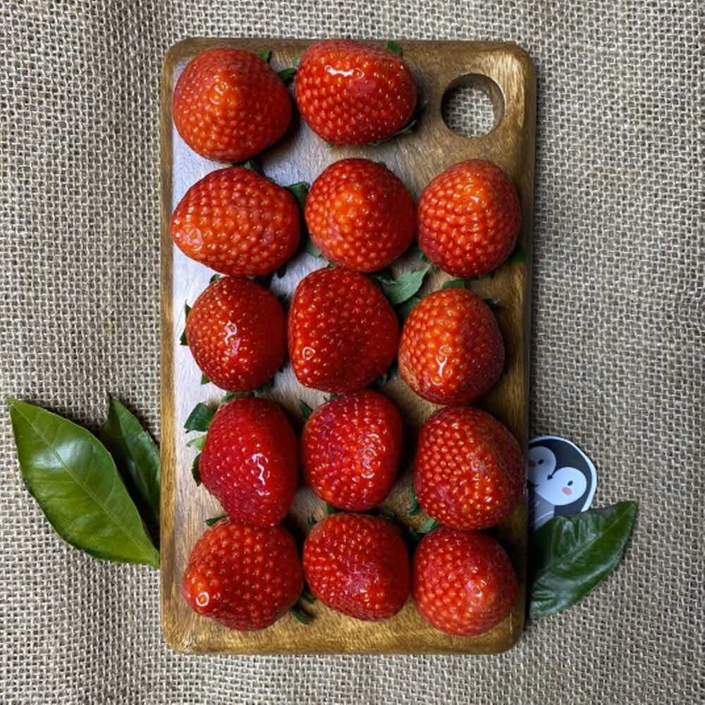 논산 설향 딸기 800g