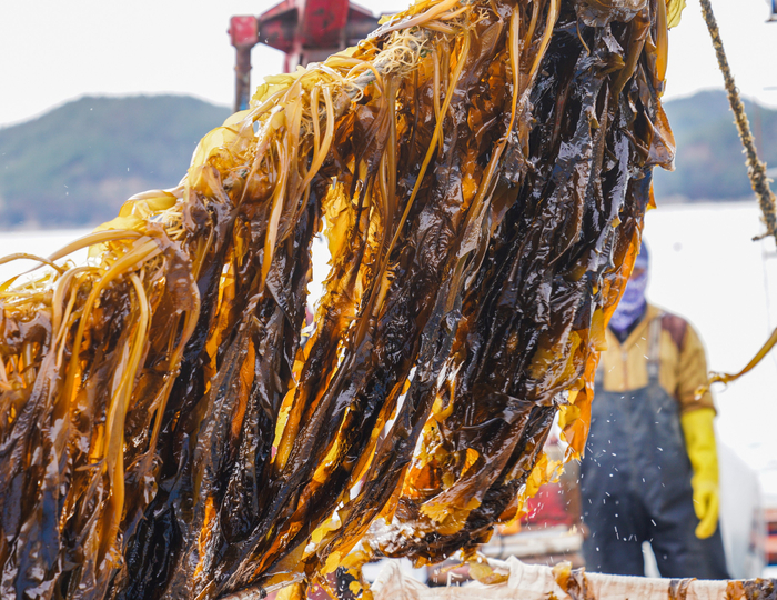 동해바다 살아있는 생미역1kg