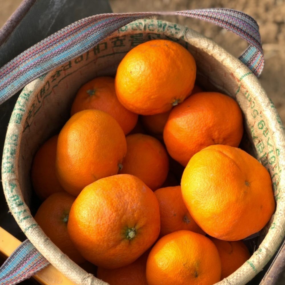 제주 레드향 제철 고당도 가정용 1kg 2.5kg 4.5kg