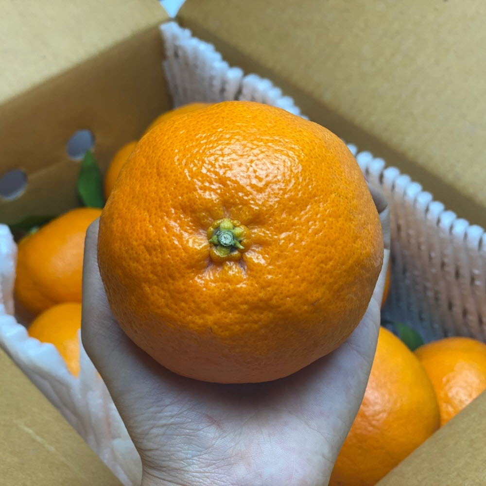 제주 레드향 제철 고당도 가정용 1kg 2.5kg 4.5kg