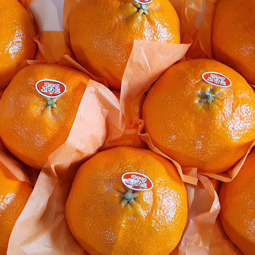 제주 레드향 제철 고당도 선물용 선물세트 1.5kg 2.5kg 4.5kg