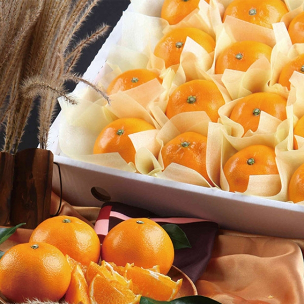 제주직송 고당도 천혜향 선물세트 2.5kg, 4.5kg(부직포가방 포함)