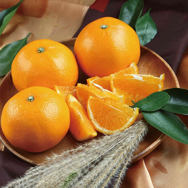 제주직송 고당도 천혜향 선물세트 2.5kg, 4.5kg(부직포가방 포함)