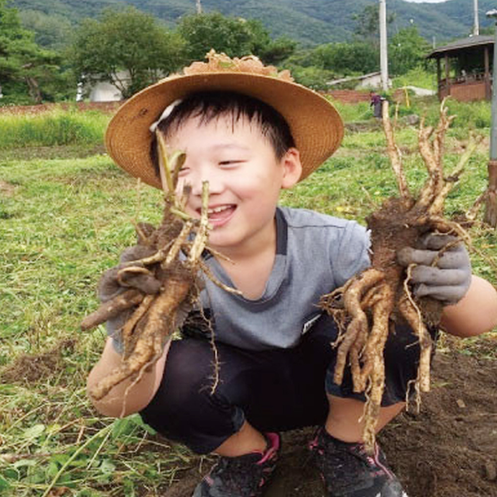 국내산 수제 도라지 정과 150g  3년근이상 약도라지