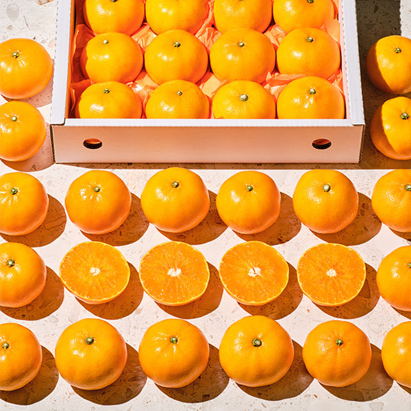 천혜향 (특 3kg/10-12입)