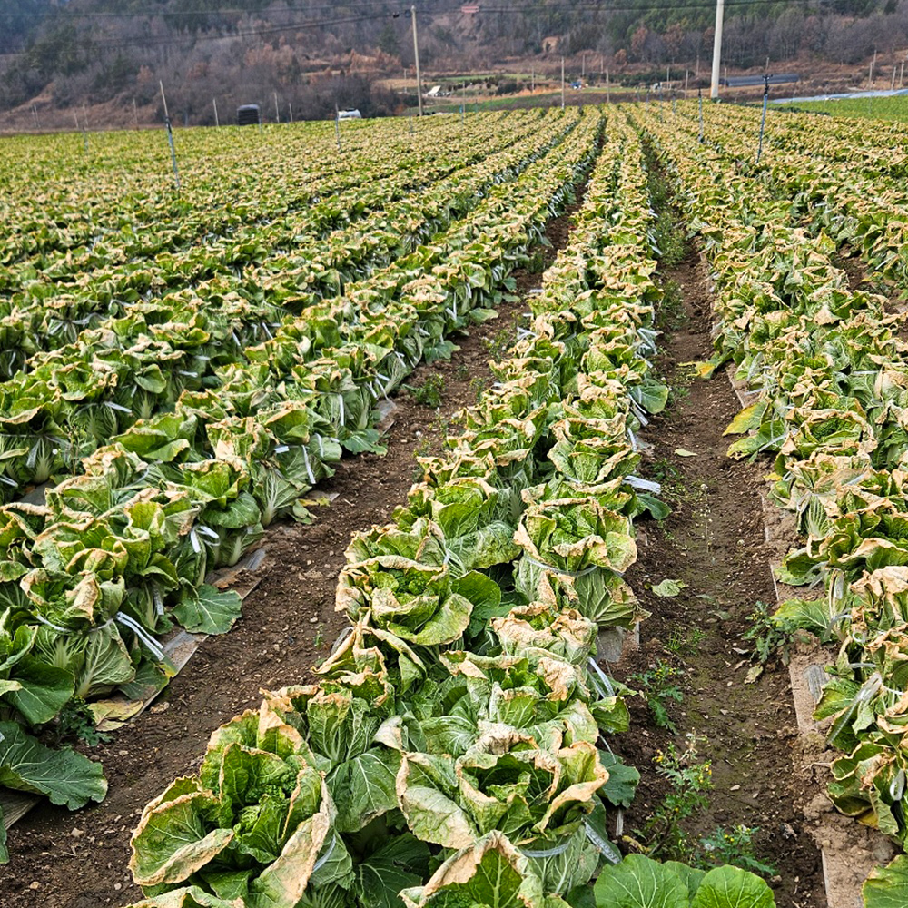 농장직송 아삭하고 달콤한 해남 베타후레쉬 배추 5kg (5~7포기) 알배추 미니배추