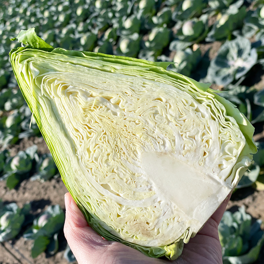 제주 고깔양배추 꼬깔양배추 3kg 5kg