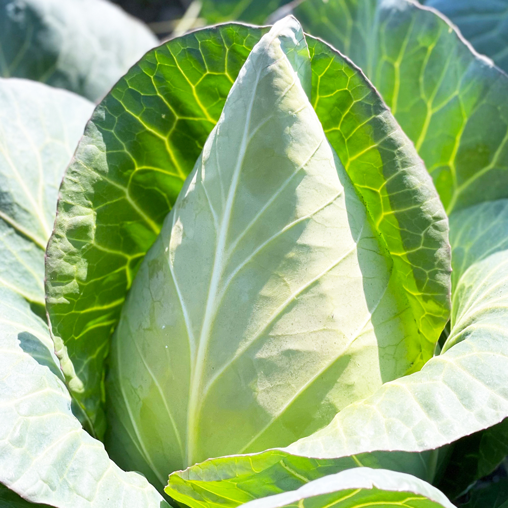 제주 고깔양배추 꼬깔양배추 3kg 5kg