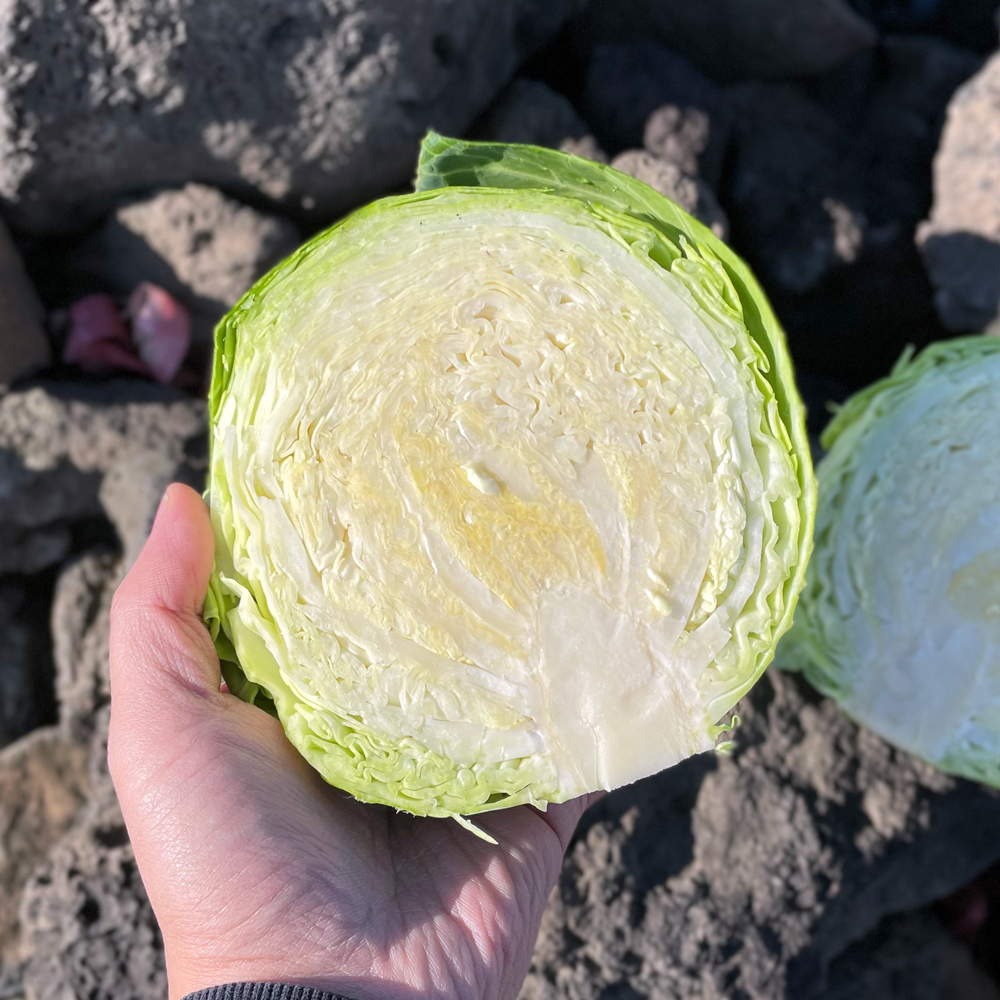 제주 고깔양배추 꼬깔양배추 3kg 5kg