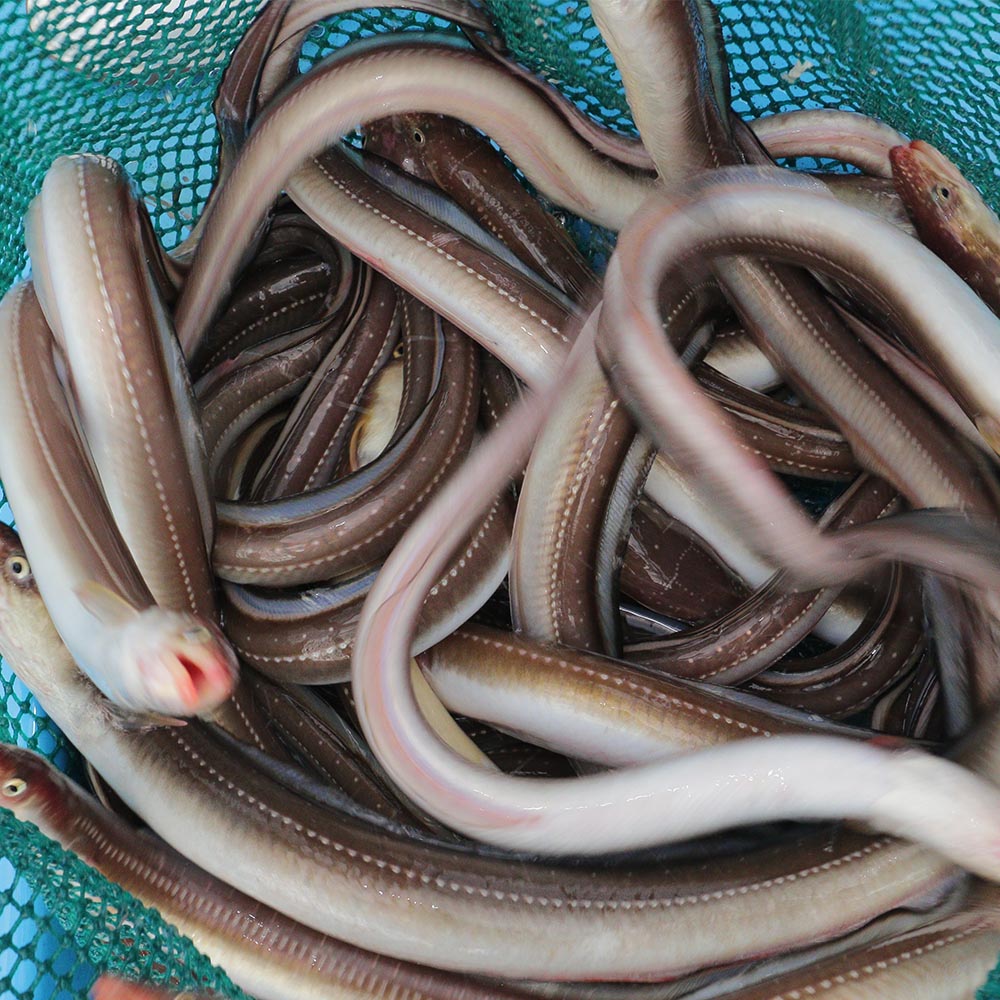 국내산 통영 당일조업 손질 바다장어 중형 대형 1kg 