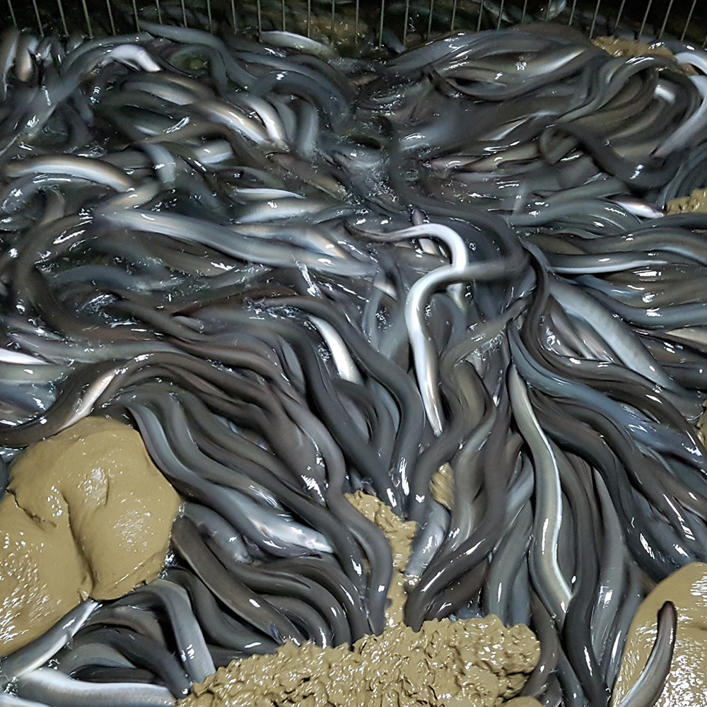 국내산 자포니카 손질 민물장어 1kg 손질후 600g [원산지:국산(전라남도 나주시)]