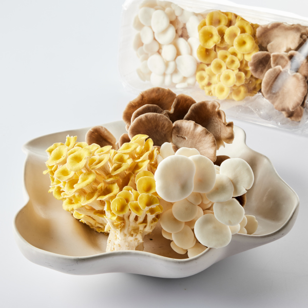 [행사]무농약 삼색느타리(400g)