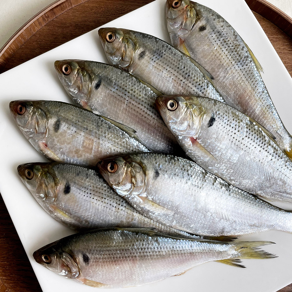 삼천포 자연산 전어 1kg 구이용