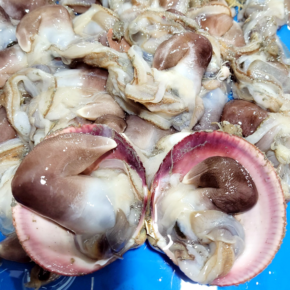 당일조업 국내산 여수 손질 새조개 500g 횟감가능 순살새조개 샤브샤브 - 오아시스마켓::세상에 없는 가격