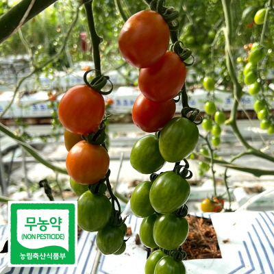 친환경 무농약 화순 대추 방울 토마토 2kg 5kg 방토 스마트팜