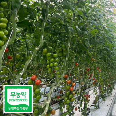 친환경 무농약 화순 대추 방울 토마토 2kg 5kg 방토 스마트팜