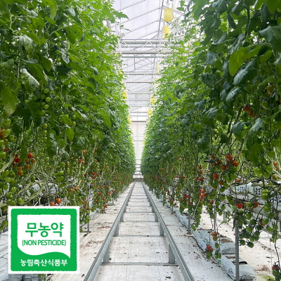 친환경 무농약 화순 대추 방울 토마토 2kg 5kg 방토 스마트팜