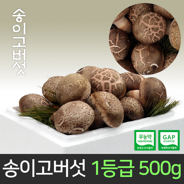 GAP 송이고버섯 1등급 500g (당일수확/산지직송) 대표이미지 섬네일