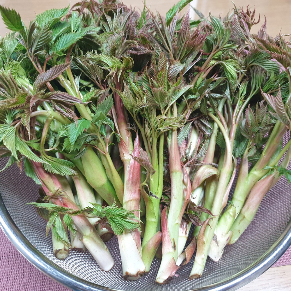 청정 강원도 고랭지 자연산 눈개승마 삼나물 산나물 1kg