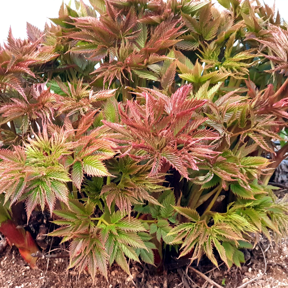 청정 강원도 고랭지 자연산 눈개승마 삼나물 산나물 1kg