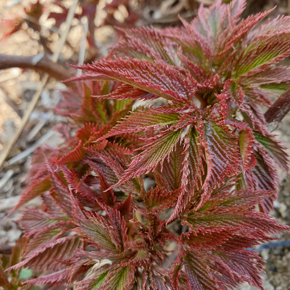 청정 강원도 고랭지 자연산 눈개승마 삼나물 산나물 1kg