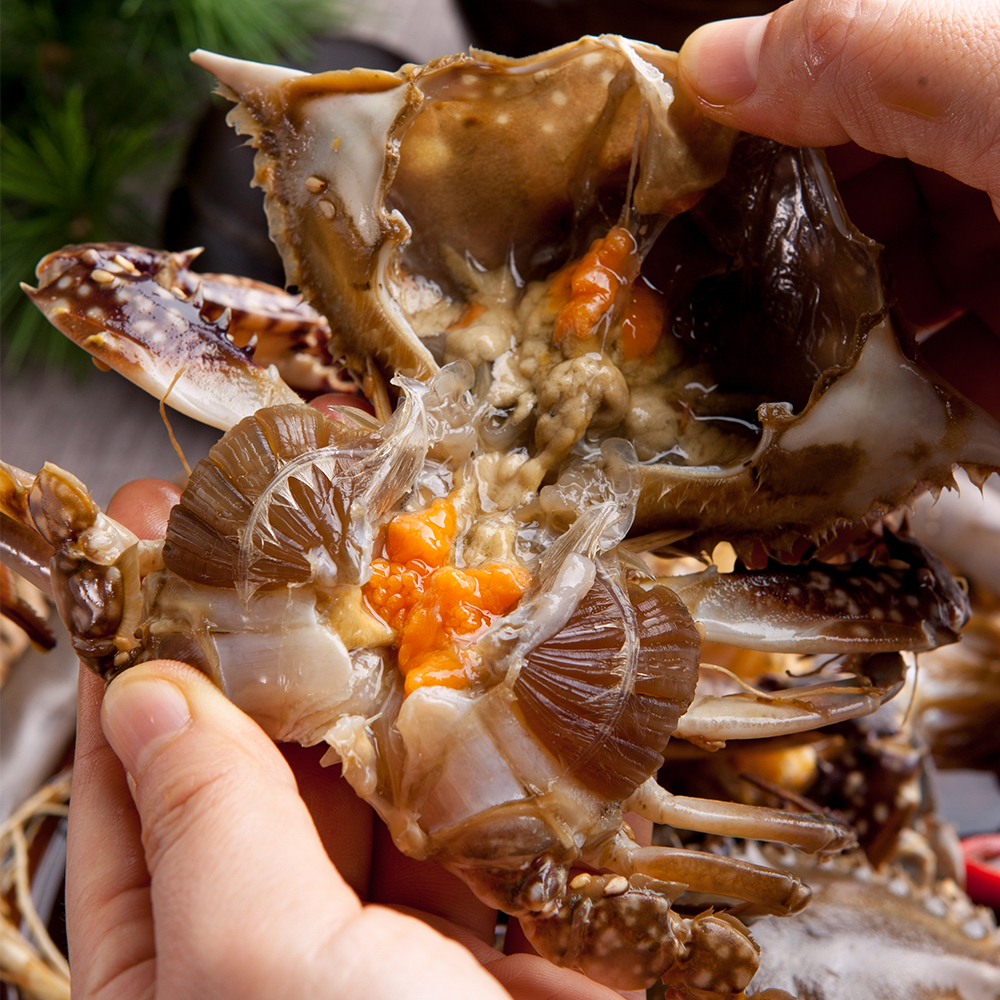 국내산 봄 제철 알베기 활 암꽃게 1kg 2kg