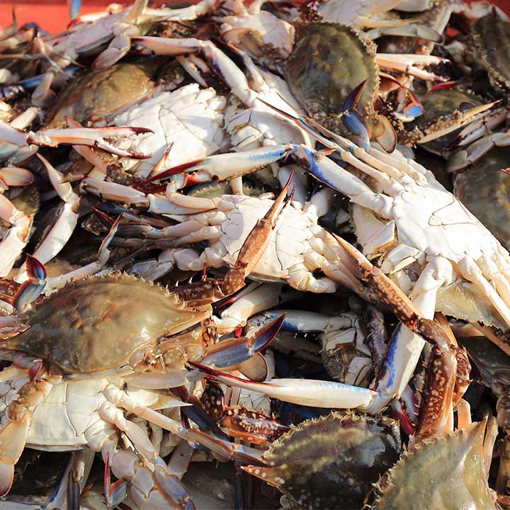 국내산 봄 제철 알베기 활 암꽃게 1kg 2kg 대표이미지 섬네일