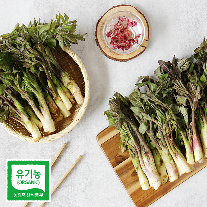 남해몰 친환경 유기농 땅두릅 1kg 2kg제철 봄나물 당일수확 남해 두릅