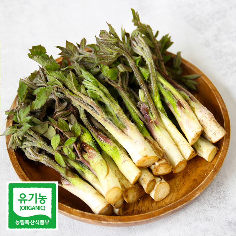 남해몰 친환경 유기농 땅두릅 1kg 2kg제철 봄나물 당일수확 남해 두릅