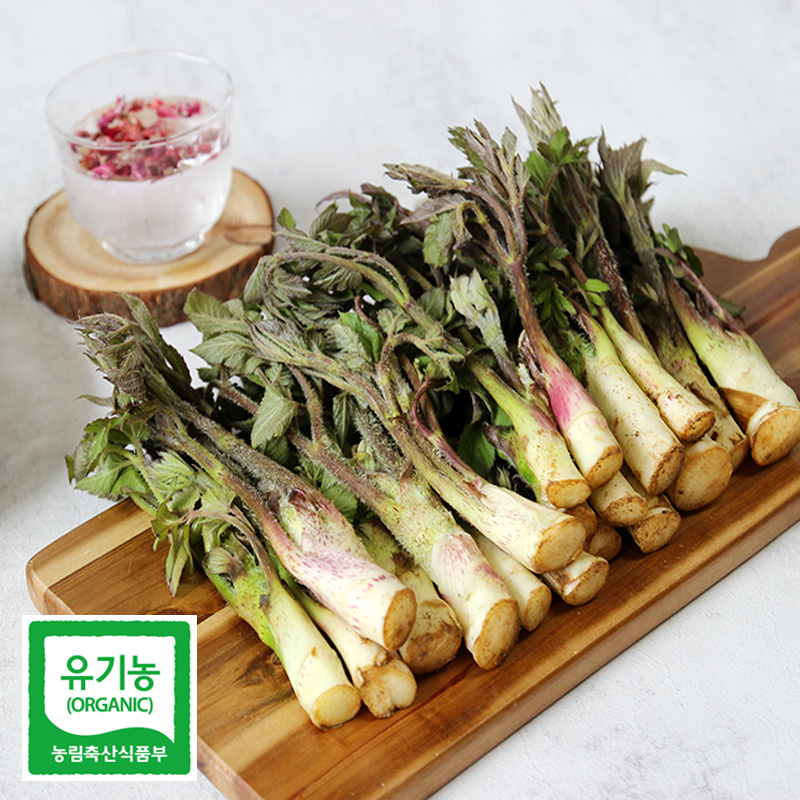 남해몰 친환경 유기농 땅두릅 1kg 2kg제철 봄나물 당일수확 남해 두릅