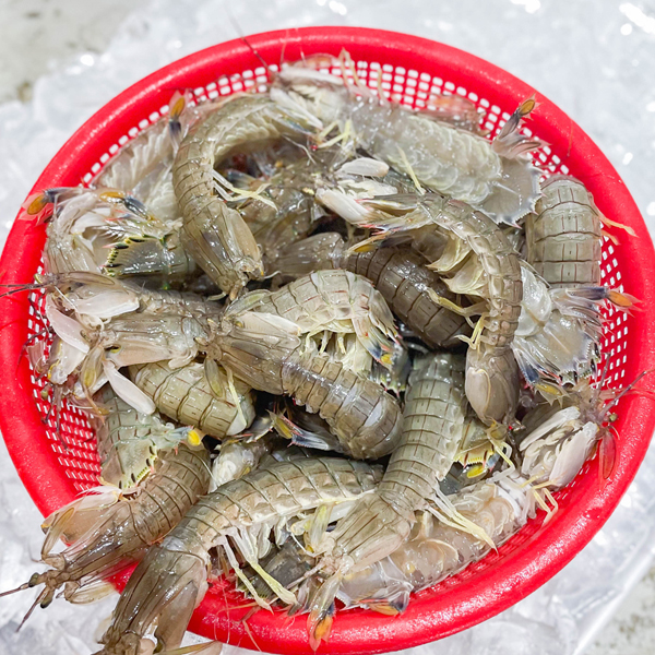 갯가재 쏙 1kg