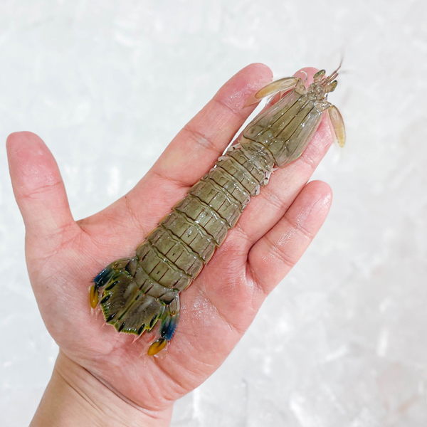 갯가재 쏙 1kg