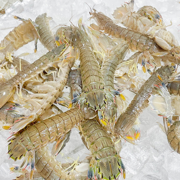 갯가재 쏙 1kg